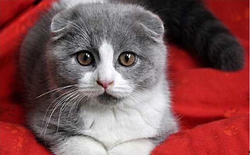 娱乐吃瓜酱折耳猫,揭秘折耳猫的神秘魅力与争议