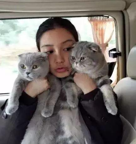 娱乐吃瓜酱折耳猫,揭秘折耳猫的神秘魅力与争议